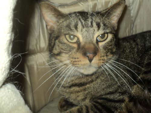 Tabby ADOPTED