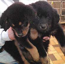 Zeus & Zena