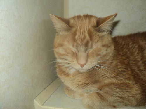 Vanhelsing ADOPTED