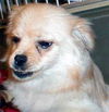 Daisy