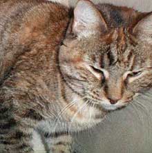 tabby girl