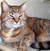 tabby girl