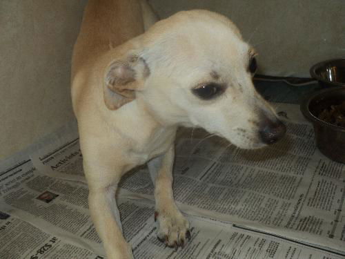 Flash ADOPTED
