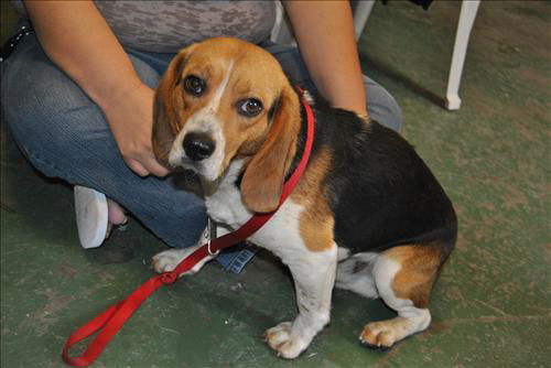 Dalton ADOPTED