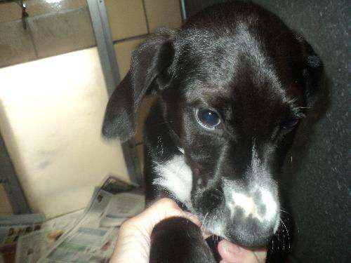 Jackson ADOPTED