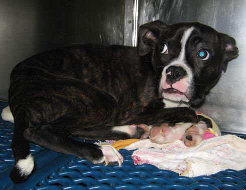 Jake ADOPTED