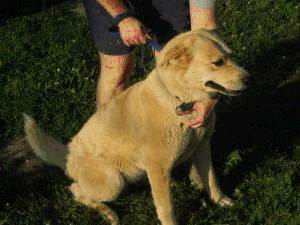 Quinn ADOPTED
