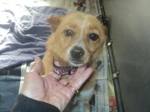 Daisy ADOPTED