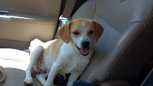 Fiesty adopted