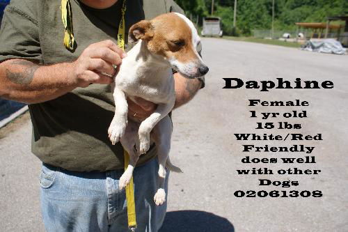 Daphine
