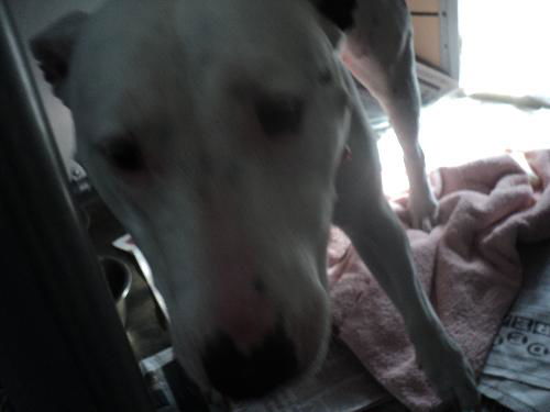 Taz ADOPTED
