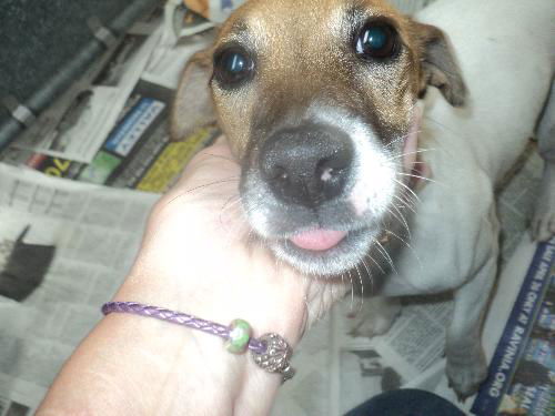 Vivian ADOPTED