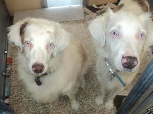Fergus  and Raine ADOPTED
