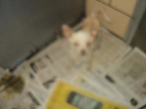 Quentin ADOPTED