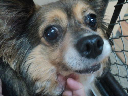 Daisy ADOPTED