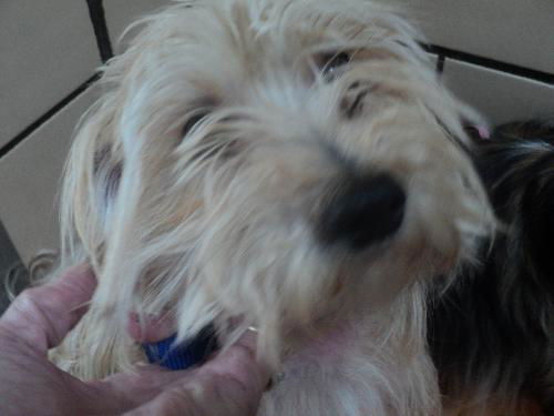 Teddy ADOPTED
