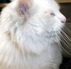 Fat Cat