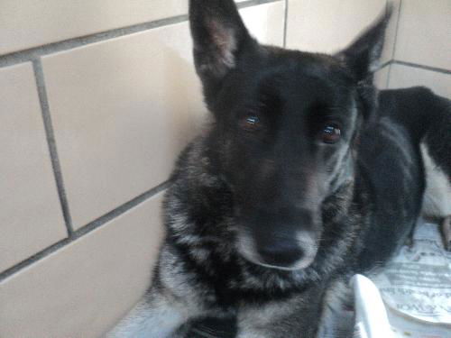 Venus ADOPTED
