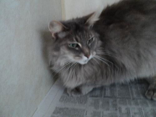 Fluffy ADOPTED