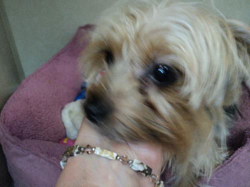Yorkie Girl ADOPTED