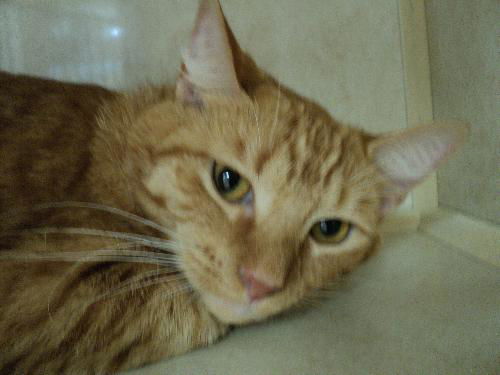 Garfield ADOPTED