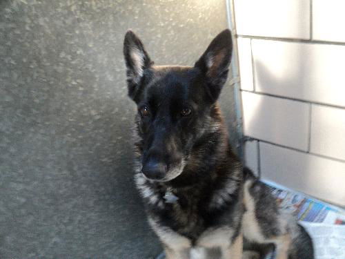Venus ADOPTED