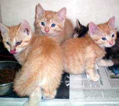 orange kittens