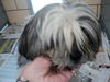 Daisy ADOPTED