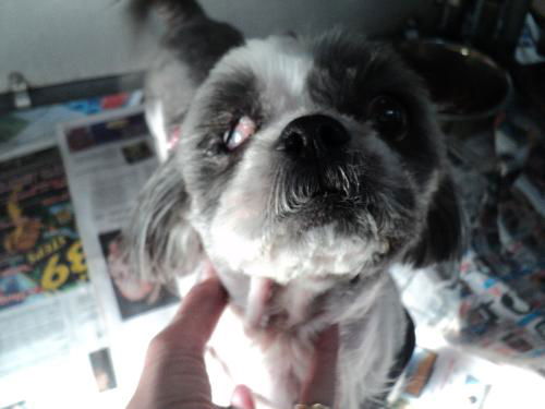 Daisy ADOPTED