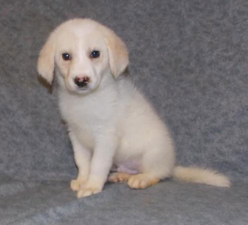 Zeus ADOPTED