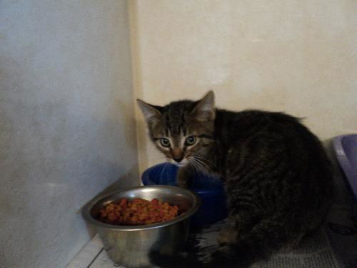 Tabby ADOPTED