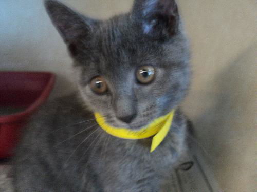 Jackee ADOPTED