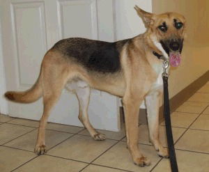 Onyx ADOPTED