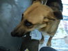 Onyx ADOPTED