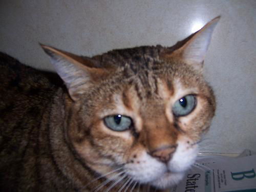 Zena ADOPTED