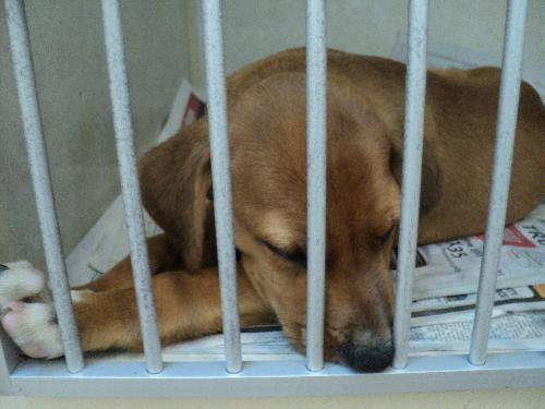 Finnegan ADOPTED