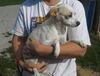 Tandy ADOPTED
