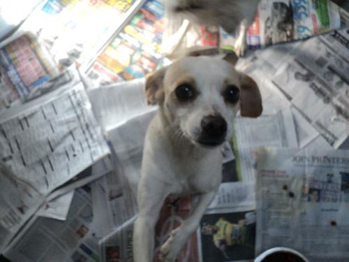 Tandy ADOPTED