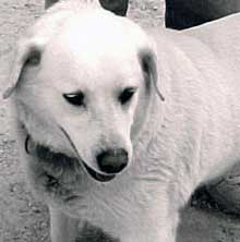 Sadie
