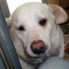 Sadie