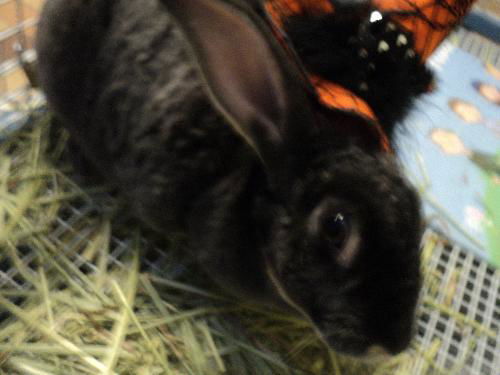 Olivia Bee ADOPTED