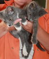 Temptation Litter ADOPTED