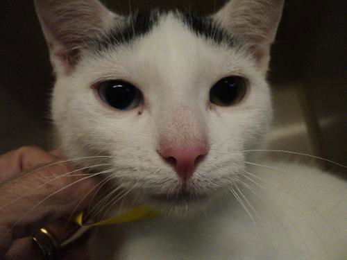 Vera ADOPTED