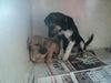 Tara ADOPTED