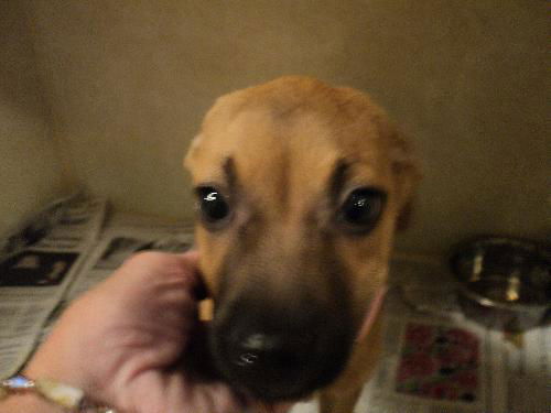 Tara ADOPTED