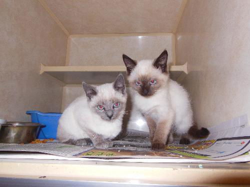 Jack and Jill ADOPTED