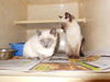 Jack and Jill ADOPTED