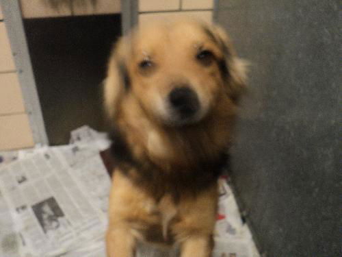 Jagger ADOPTED