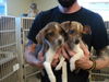 Jack & Jill BOTH HAVE BEEN ADOPTED