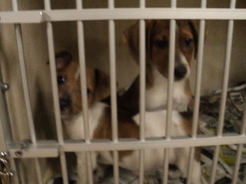 Jack & Jill BOTH HAVE BEEN ADOPTED